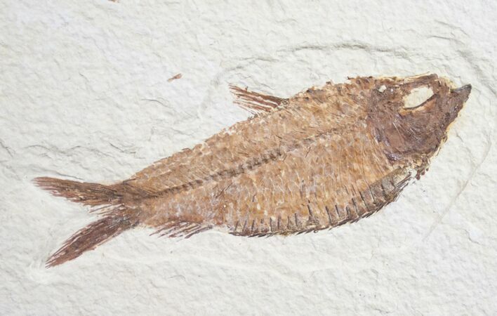 Fat Knightia Alta Fish Fossil - Wyoming #9020